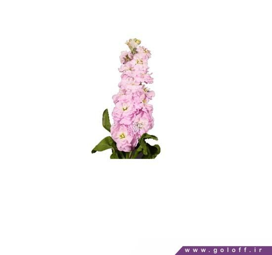 خرید آنلاین گل شب بو سافت پینک - Matthiola | گل آف
